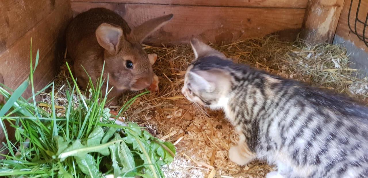 Ferienwohnung Hillig Elterlein Bagian luar foto